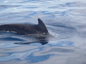 dolphin_02