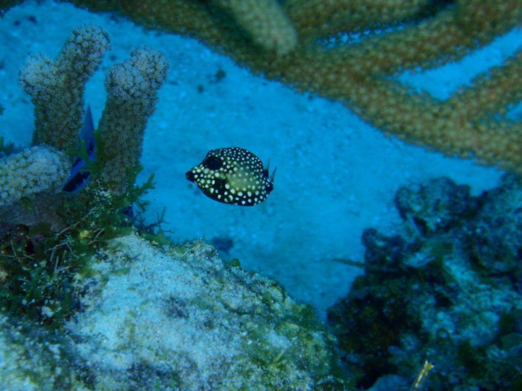 カリブ海のハコフグの幼魚
