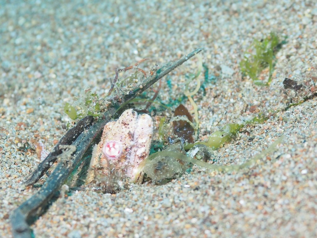 ドゥマゲッティの海にはホタテウミヘビもけっこういる
