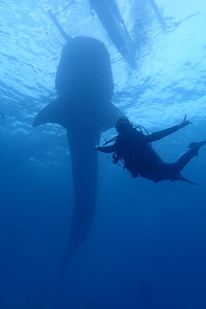 diving with whaleshark