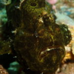 ドゥマゲッティ近海でレア水中生物を探す