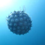 ドゥマゲッティの海で見られるフグ特集