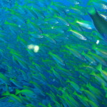 楽園創造計画進行中　ドゥマゲッティーに集まる若くて大きな変化の兆し