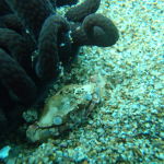 NBE調査記録第二回　エビ、カニのマクロな世界への誘い