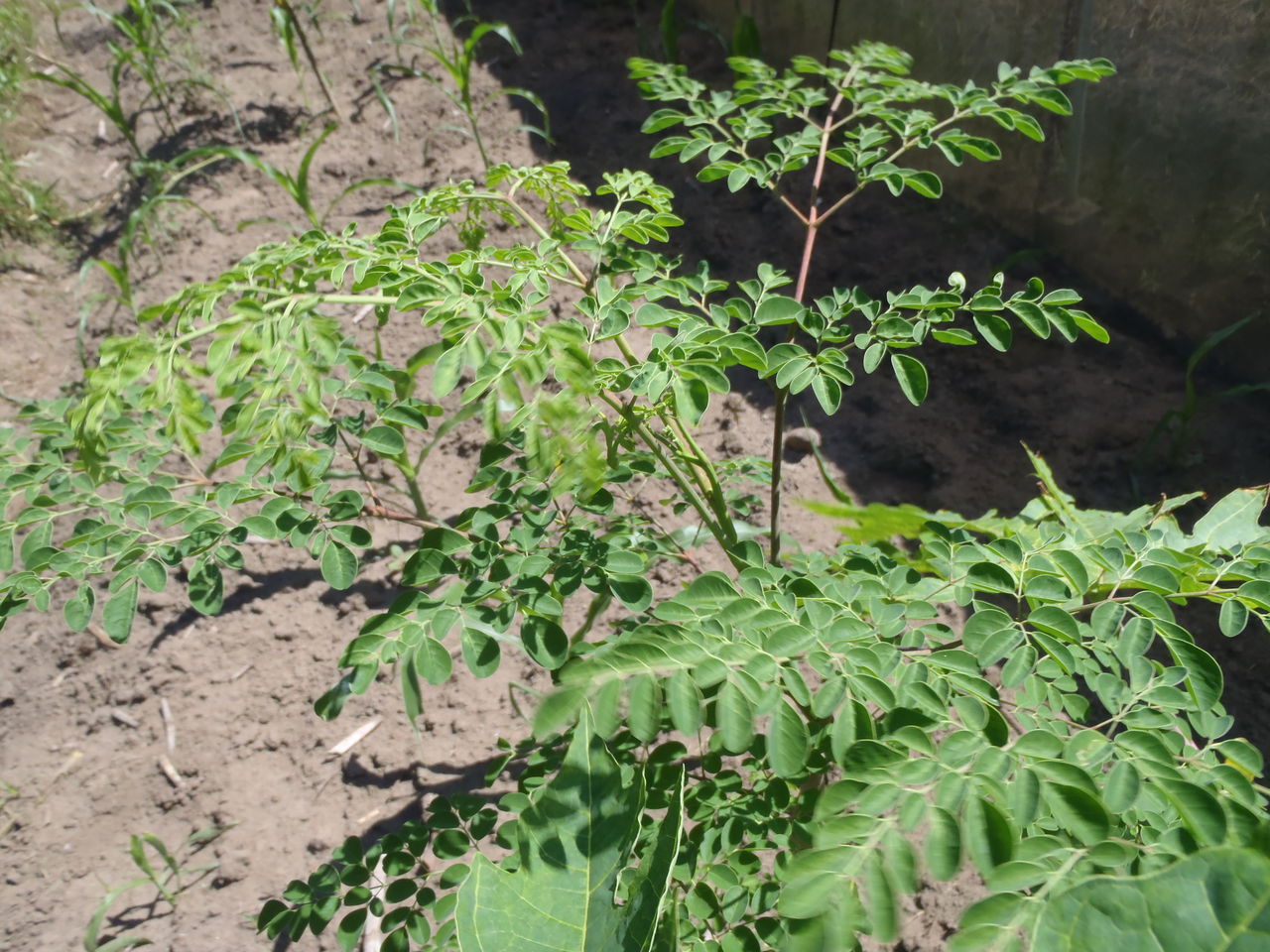 ドゥマゲッティーのどこにでも生っている植物カラモンガイ　人類の健康と地球環境を守る生命の木