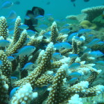 ドゥマゲッティの海に潜るとみえてくるもの