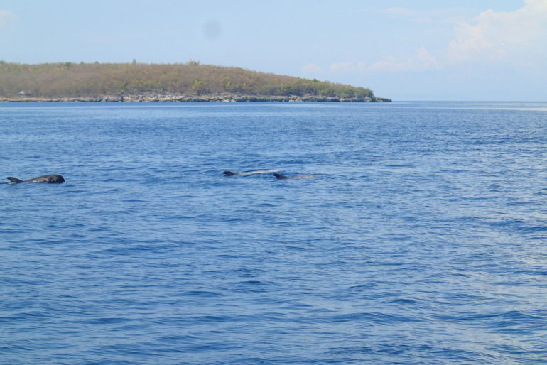 スミロン島で白いクジラ、イルカの群れに遭遇！！
