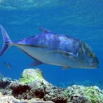 スミロン島ダイビング動画 カスミアジと穏やかなサンゴ礁