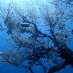 ドゥマゲッティ近郊ダイビング　アムランタンダヤグサンクチュアリー