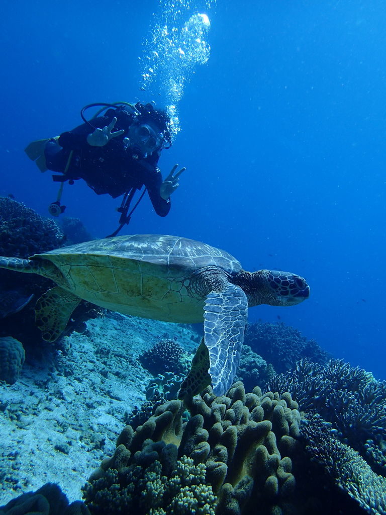 アポ島とウミガメ（海亀） | ジャーニードゥマゲッティダイビング